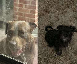 Lost Female Dog last seen International Blvd., Brownsville, TX 78520