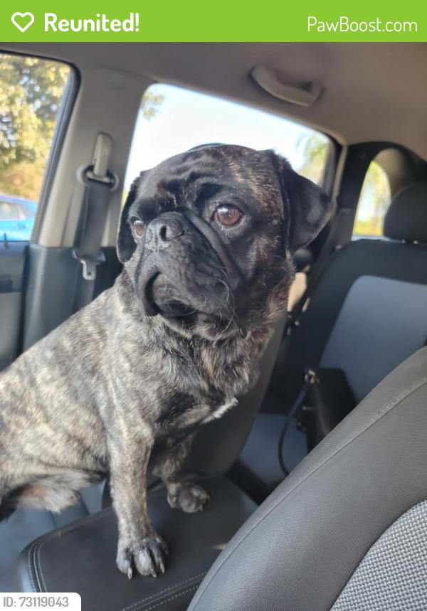 Reunited Male Dog last seen Fresno and Austin Way, Fresno County, CA 93612