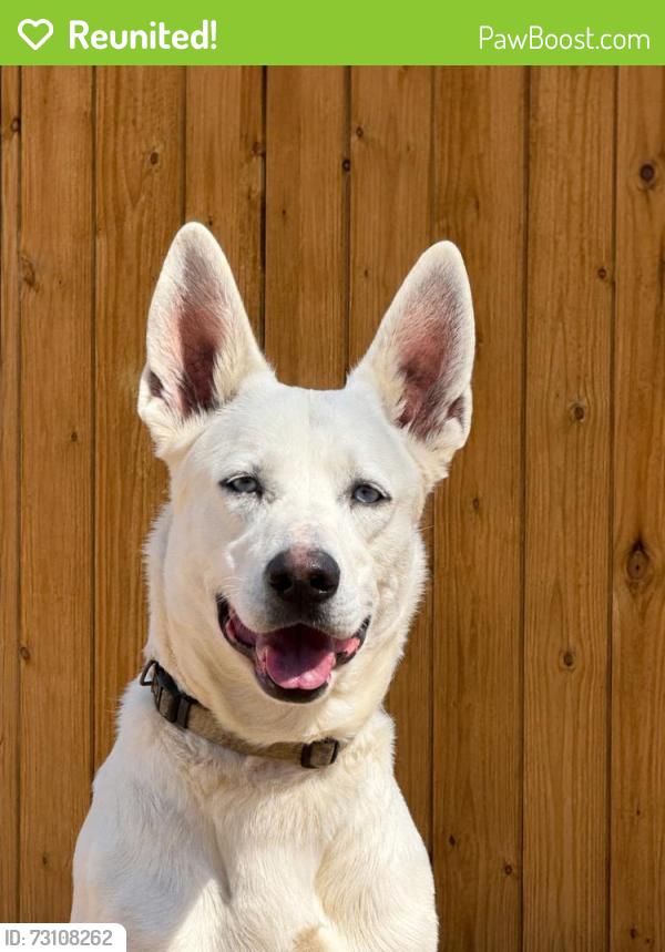 Reunited Male Dog last seen Near Melinda Ln, Dallas, TX 75217, USA, Dallas, TX 75217