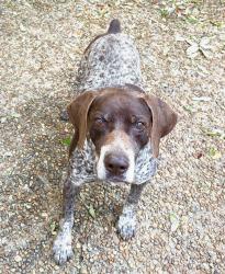 Reunited Male Dog last seen McGregor Ave and The Cedars Ave, Mobile, AL 36608