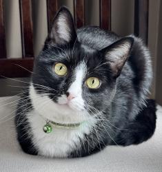 Lost Female Cat last seen North 6th Street and East 7th Avenue, Columbus, OH 43201