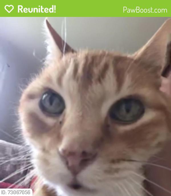 Reunited Male Cat last seen W. Third Ave., Johnstown, NY 12095