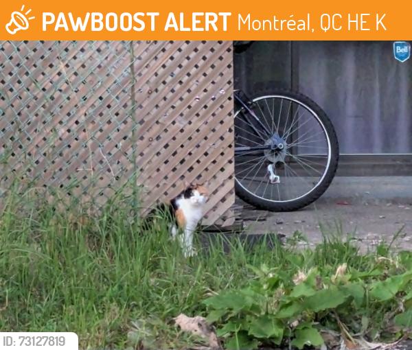 Found/Stray Unknown Cat last seen Alley behind 8005 R. Cartier, Montréal, QC H2E 2K1, Montréal, QC H2E 2K1