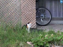 Found/Stray Unknown Cat last seen Alley behind 8005 R. Cartier, Montréal, QC H2E 2K1, Montréal, QC H2E 2K1