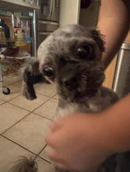 Found/Stray Male Dog last seen 86th and sage sw, Albuquerque, NM 87121