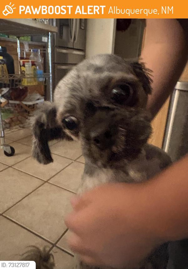 Found/Stray Male Dog last seen 86th and sage sw, Albuquerque, NM 87121