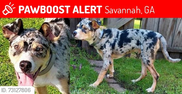 Lost Male Dog last seen Mohawk st, Middleground rd, Savannah, GA 31419