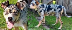Lost Male Dog last seen Mohawk st, Middleground rd, Savannah, GA 31419