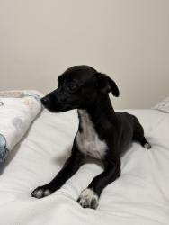 Found/Stray Male Dog last seen Hinnen Ave and Binney St., Hacienda Heights, CA 91745