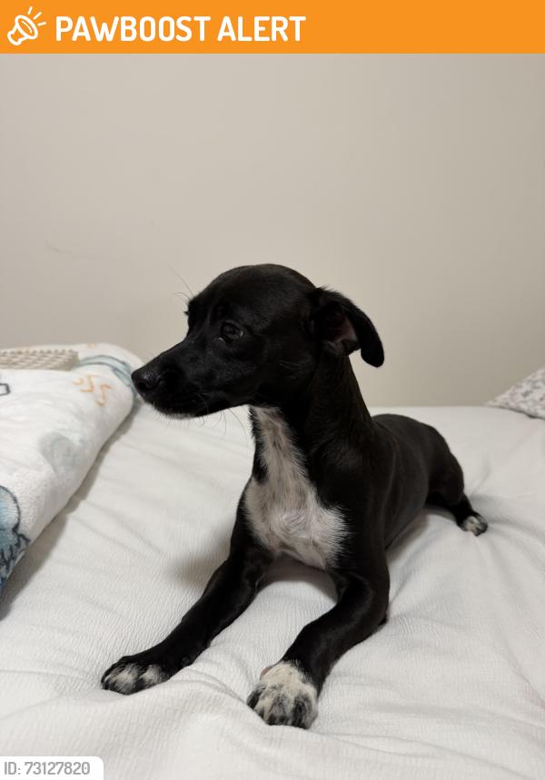 Found/Stray Male Dog last seen Hinnen Ave and Binney St., Hacienda Heights, CA 91745