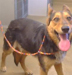 Shelter Stray Female Dog last seen WATT AVE/FAIR OAKS BLVD, 95826, 3839 Bradshaw Rd, Sacramento, CA 95827, USA