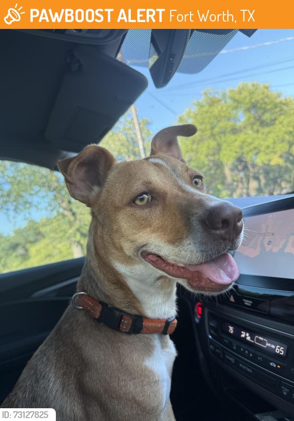 Found/Stray Female Dog last seen Near Navajo Trail, Fort Worth, TX 76135