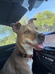 Found/Stray Female Dog last seen Near Navajo Trail, Fort Worth, TX 76135