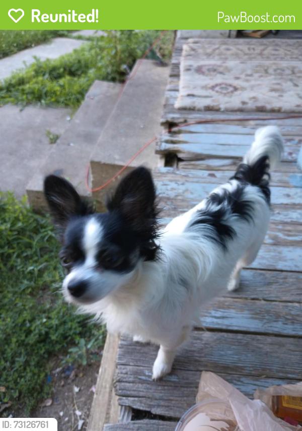 Reunited Female Dog last seen Chrysler and winner rd, Independence, MO 64053