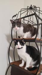 Lost Male Cat last seen Walker and breeze ln, Little Elm, TX 75068