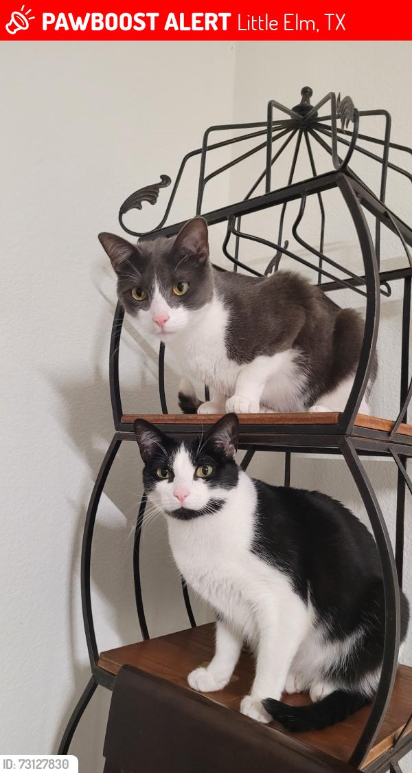 Lost Male Cat last seen Walker and breeze ln, Little Elm, TX 75068