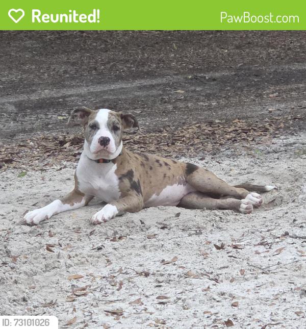 Reunited Female Dog last seen 464b, Morriston, FL 32668