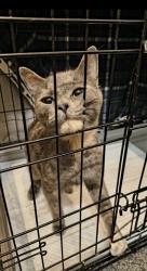 Shelter Stray Female Cat last seen Near Federal ave E, Seattle, WA, 2061 15th Ave W, Seattle, WA 98119, USA