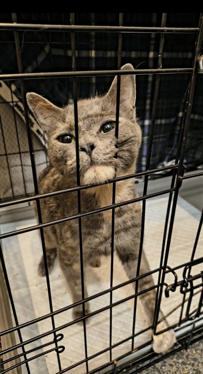 Shelter Stray Female Cat last seen Near Federal ave E, Seattle, WA, 2061 15th Ave W, Seattle, WA 98119, USA