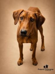 Shelter Stray Female Dog last seen N Valentine Ave & W Princeton Ave, Fresno Zone Fresno CO 2 93722, CA, 1510 W Dan Ronquillo Dr, Fresno, CA 93706, USA
