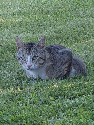 Found/Stray Unknown Cat last seen Middle Rd, Peterboro Rd, NY 13421