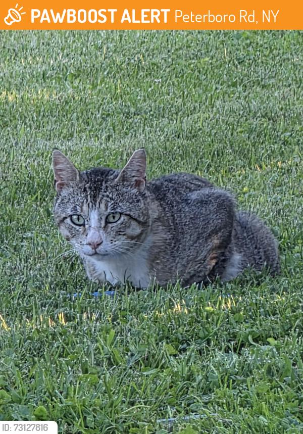 Found/Stray Unknown Cat last seen Middle Rd, Peterboro Rd, NY 13421