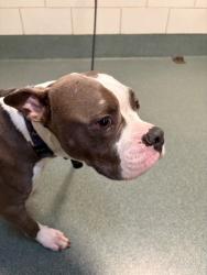Shelter Stray Male Dog last seen Vienna, VA, 22182, Leesburg Pike/ Springhill Rd, Fairfax County, VA, 4500 West Ox Rd, Fairfax, VA 22030, USA
