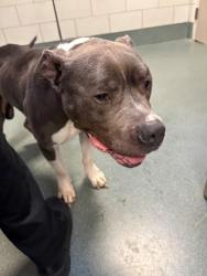 Shelter Stray Male Dog last seen Vienna, VA, 22182, Leesburg Pike/ Springhill Rd, Fairfax County, VA, 4500 West Ox Rd, Fairfax, VA 22030, USA