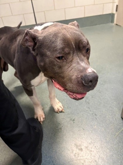 Shelter Stray Male Dog last seen Vienna, VA, 22182, Leesburg Pike/ Springhill Rd, Fairfax County, VA, 4500 West Ox Rd, Fairfax, VA 22030, USA