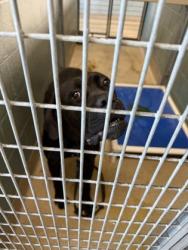 Shelter Stray Male Dog last seen 4th St & Fallon St, Oakland,, 1101 29th Ave, Oakland, CA 94601, USA