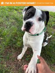 Shelter Stray Male Dog last seen Remmell Ave and Frankford Ave, 21206, MD, 301 Stockholm St, Baltimore, MD 21230, USA