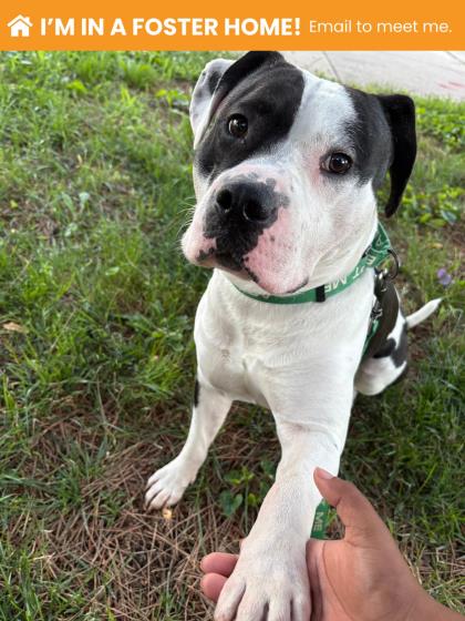 Shelter Stray Male Dog last seen Remmell Ave and Frankford Ave, 21206, MD, 301 Stockholm St, Baltimore, MD 21230, USA
