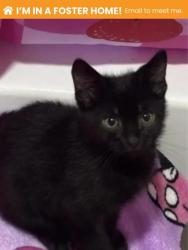Shelter Stray Male Cat last seen Near Wyeth st, 21230, MD, 301 Stockholm St, Baltimore, MD 21230, USA