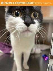 Shelter Stray Female Cat last seen Near Gough St, 21224, MD, 301 Stockholm St, Baltimore, MD 21230, USA