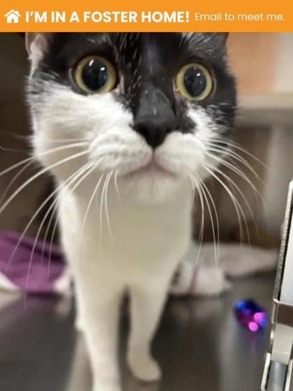Shelter Stray Female Cat last seen Near Gough St, 21224, MD, 301 Stockholm St, Baltimore, MD 21230, USA