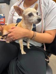 Shelter Stray Female Dog last seen Galloway and Range, 75149, TX, 1650 Gross Rd, Mesquite, TX 75149, USA