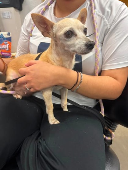 Shelter Stray Female Dog last seen Galloway and Range, 75149, TX, 1650 Gross Rd, Mesquite, TX 75149, USA