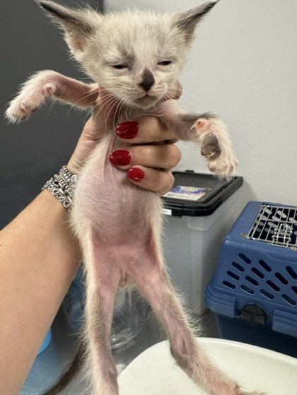 Shelter Stray Male Cat last seen Lemonwood, 75149,, 1650 Gross Rd, Mesquite, TX 75149, USA