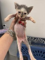 Shelter Stray Male Cat last seen Lemonwood, 75149,, 1650 Gross Rd, Mesquite, TX 75149, USA