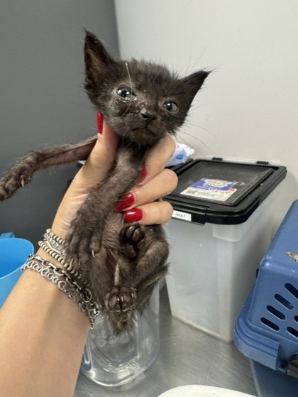 Shelter Stray Female Cat last seen Lemonwood, 75149,, 1650 Gross Rd, Mesquite, TX 75149, USA