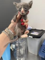 Shelter Stray Female Cat last seen Lemonwood, 75149,, 1650 Gross Rd, Mesquite, TX 75149, USA