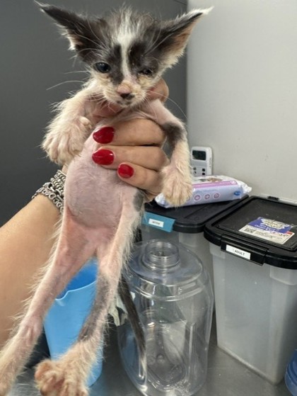 Shelter Stray Female Cat last seen Lemonwood, 75149,, 1650 Gross Rd, Mesquite, TX 75149, USA