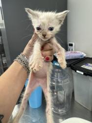 Shelter Stray Female Cat last seen Lemonwood, 75149,, 1650 Gross Rd, Mesquite, TX 75149, USA