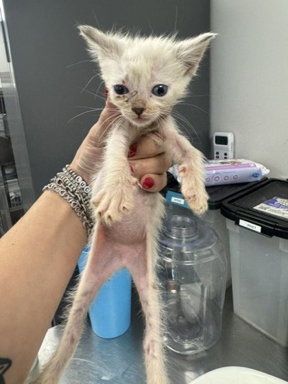Shelter Stray Female Cat last seen Lemonwood, 75149,, 1650 Gross Rd, Mesquite, TX 75149, USA