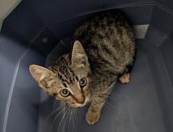 Shelter Stray Male Cat last seen Near Beta Street, San Diego, CA, 92113, 5500 Gaines St, San Diego, CA 92110, USA