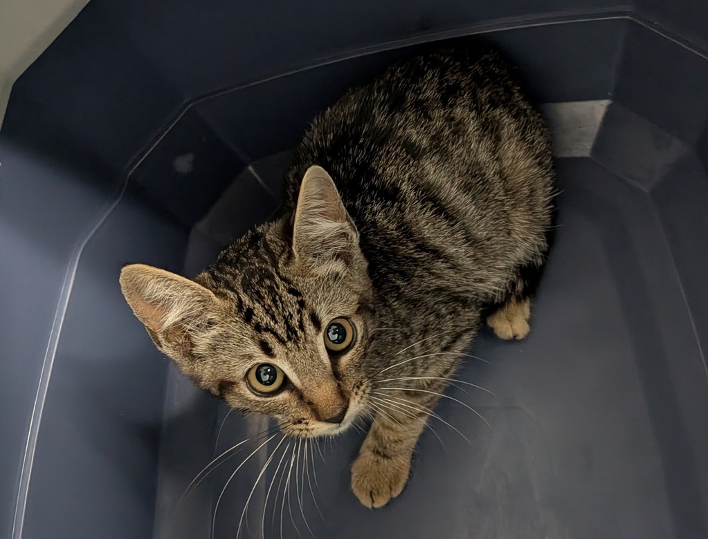 Shelter Stray Male Cat last seen Near Beta Street, San Diego, CA, 92113, 5500 Gaines St, San Diego, CA 92110, USA