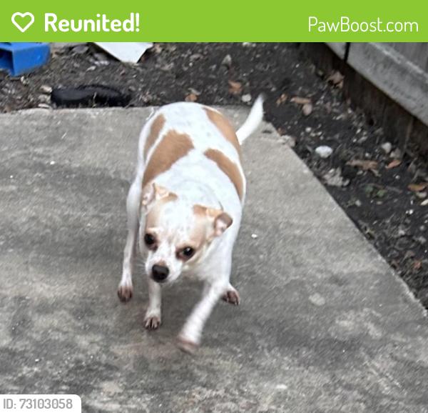 Reunited Female Dog last seen Golf Vista and Woodlake parkwsy, San Antonio, TX 78244