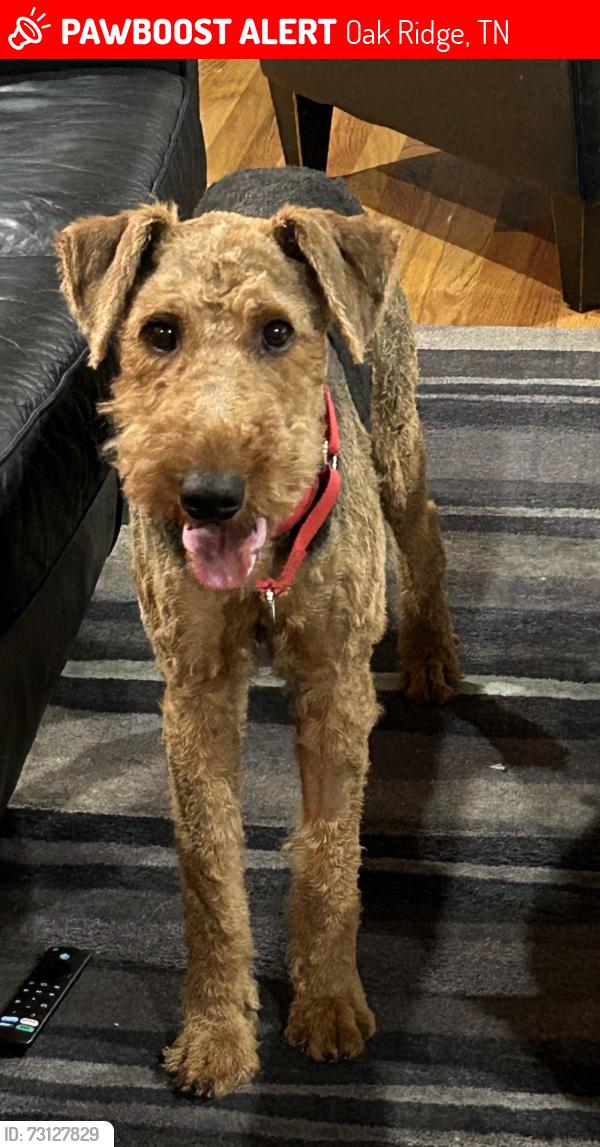 Lost Male Dog last seen West Outer Dr, Oak Ridge, TN 37830
