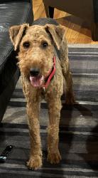Lost Male Dog last seen West Outer Dr, Oak Ridge, TN 37830