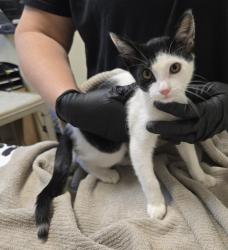 Shelter Stray Male Cat last seen Near Fredricks Avenue, Oceanside, CA, 92058, Oceanside, CA 92058, USA
